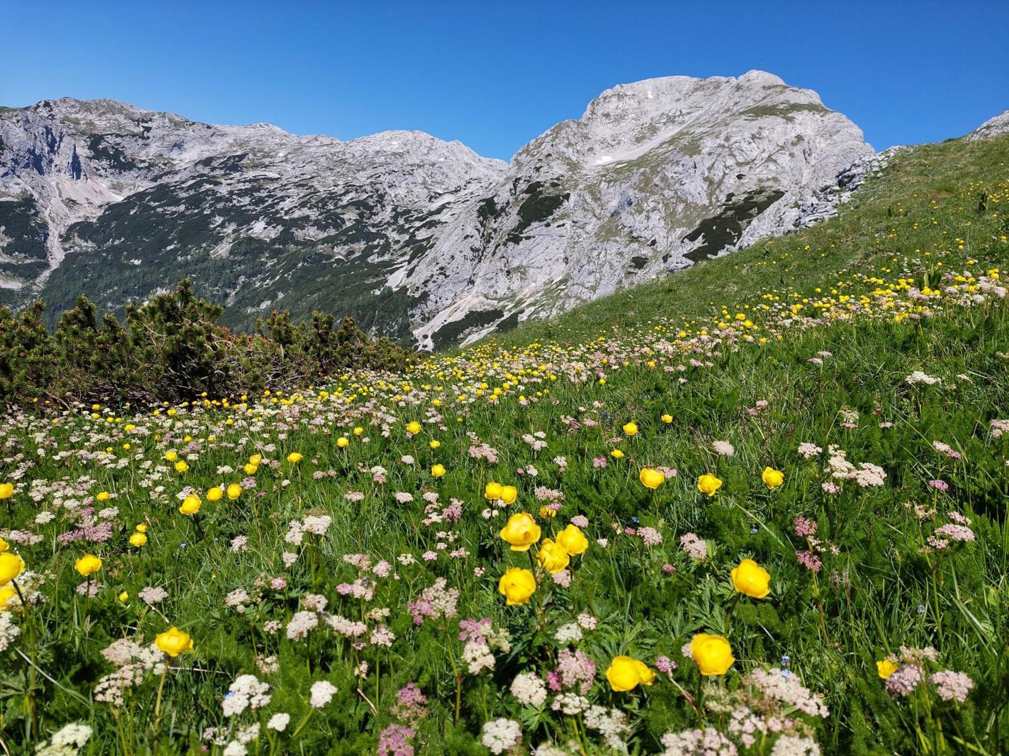 Apartmaji Vesna Bohinji-tó Kültér fotó